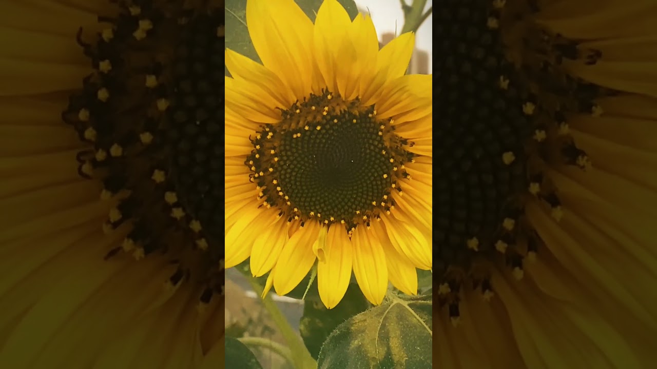 youtube placeholder image